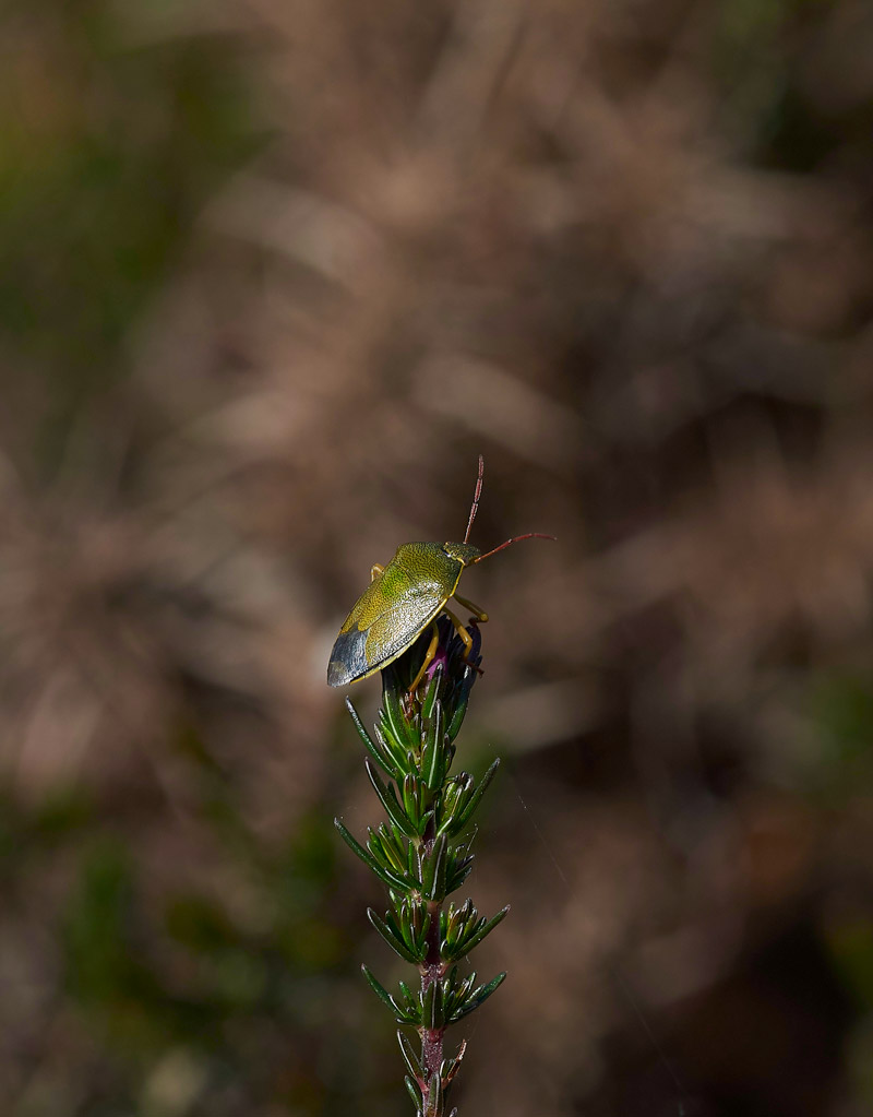 GorseShieldBug240517-2