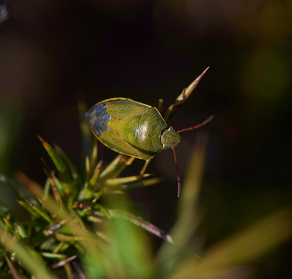 GorseShieldBug240517-3