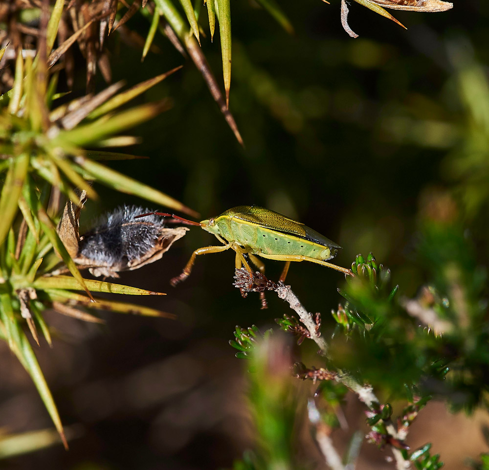 GorseShieldBug240517-4