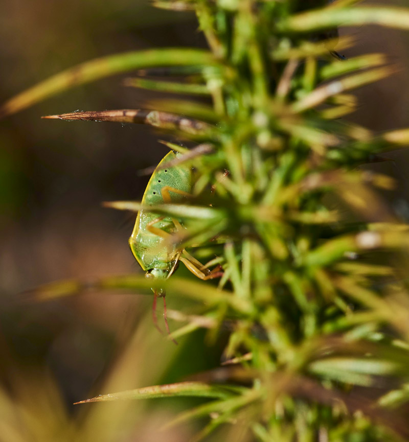 GorseShieldBug240517-5