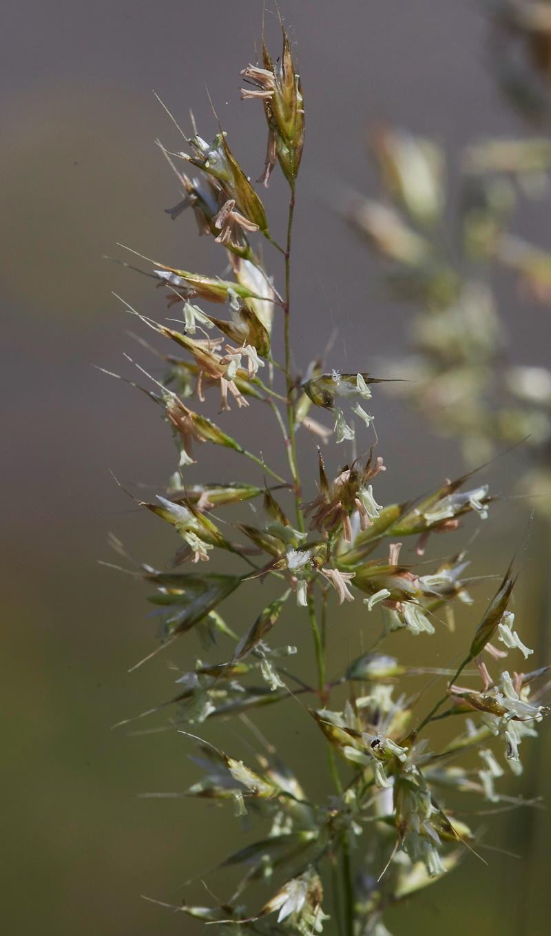 Grass190617-1