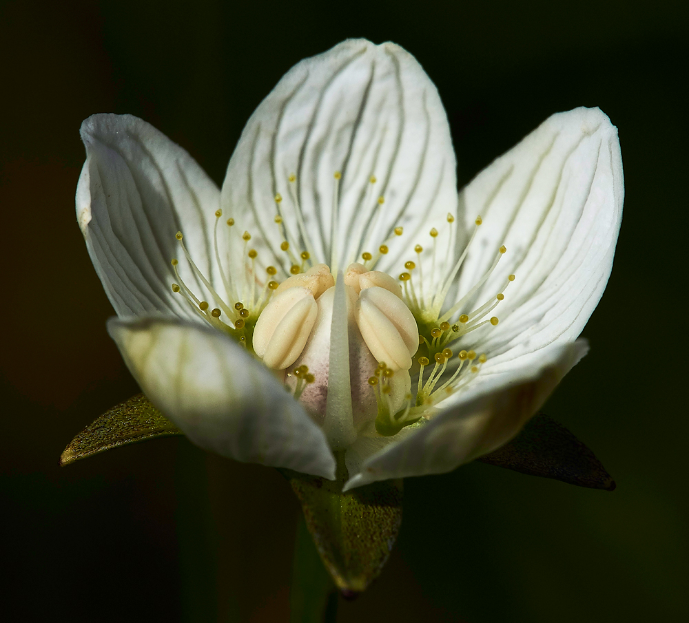 GrassOfParnassus050817-1