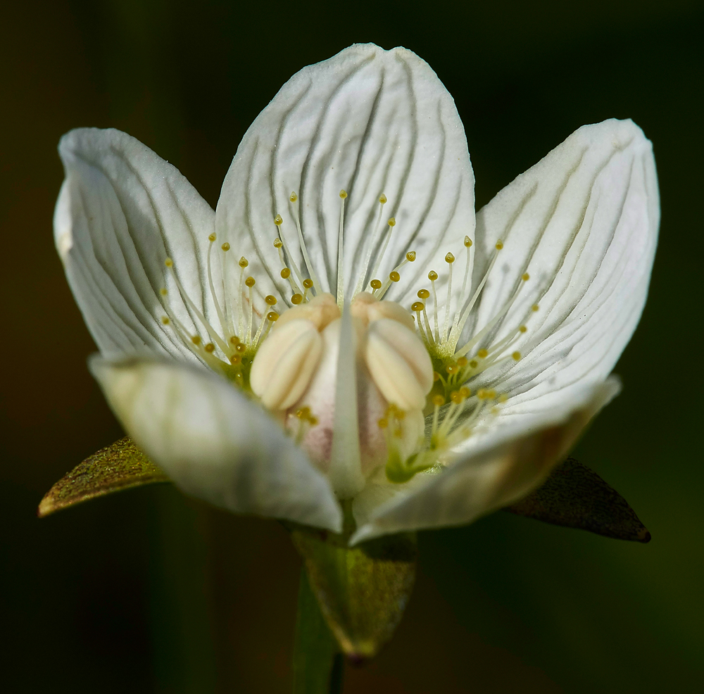 GrassOfParnassus050817-5