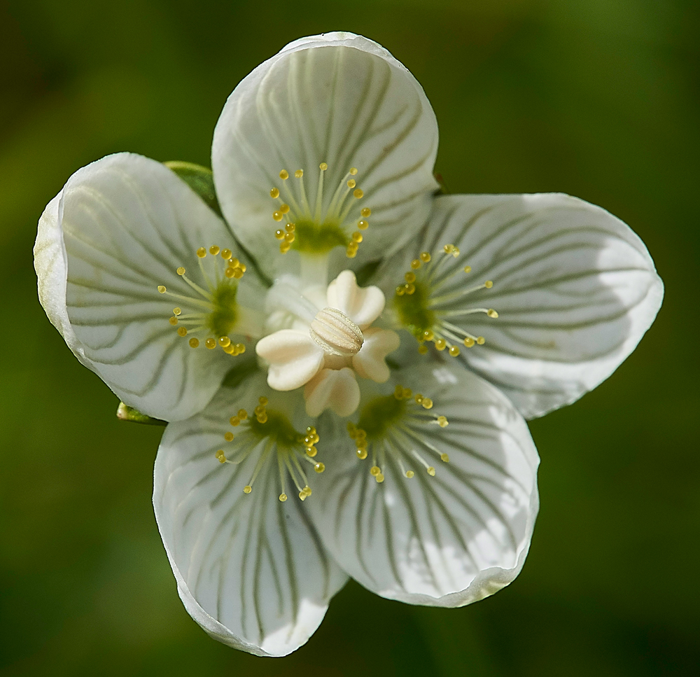 GrassOfParnassus050817-7