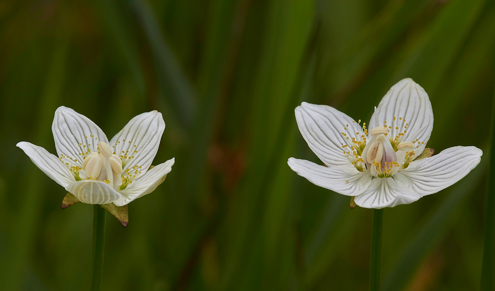 GrassOfParnassus050817-8