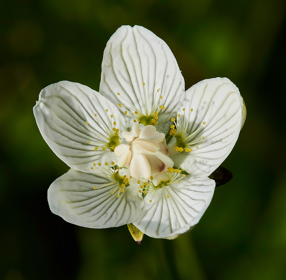 GrassOfParnassus150817-2