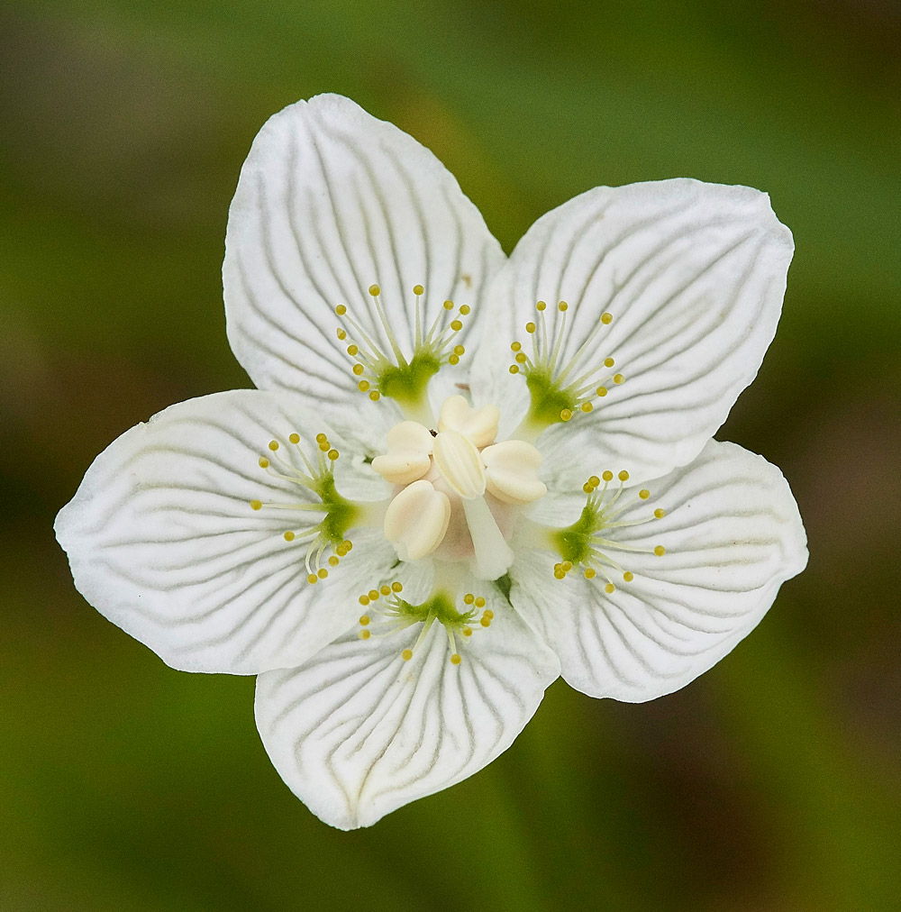 GrassOfParnassus230817-2