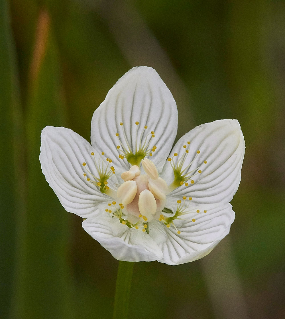 GrassOfParnassus230817-3