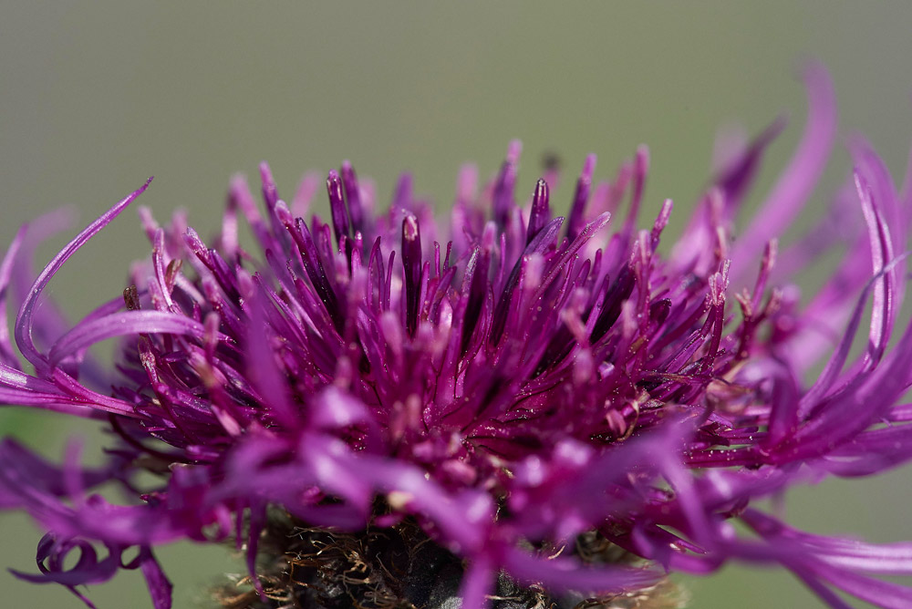 GreatKnapweed010617-1