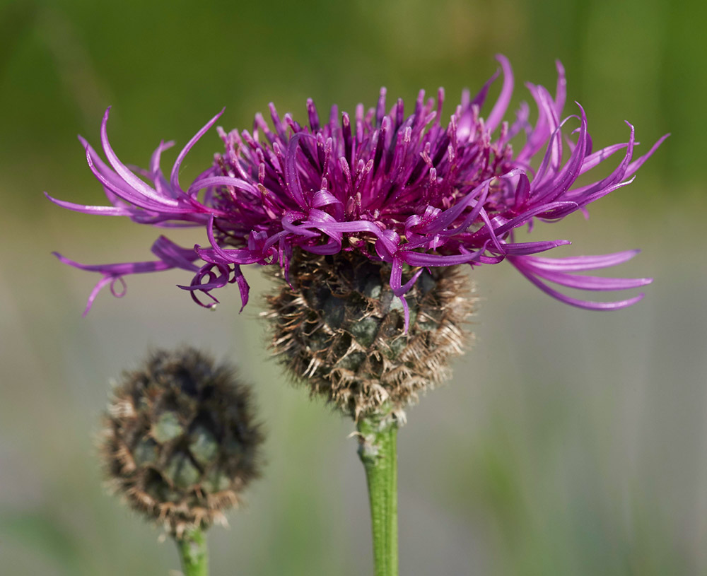 GreatKnapweed010617-10