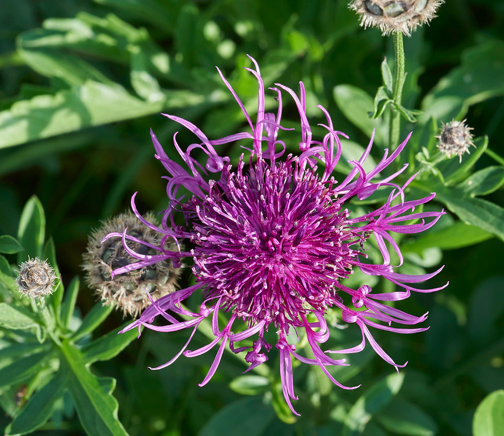 GreatKnapweed010617-11