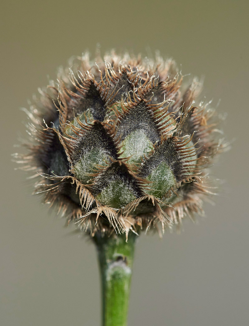 GreatKnapweed010617-3