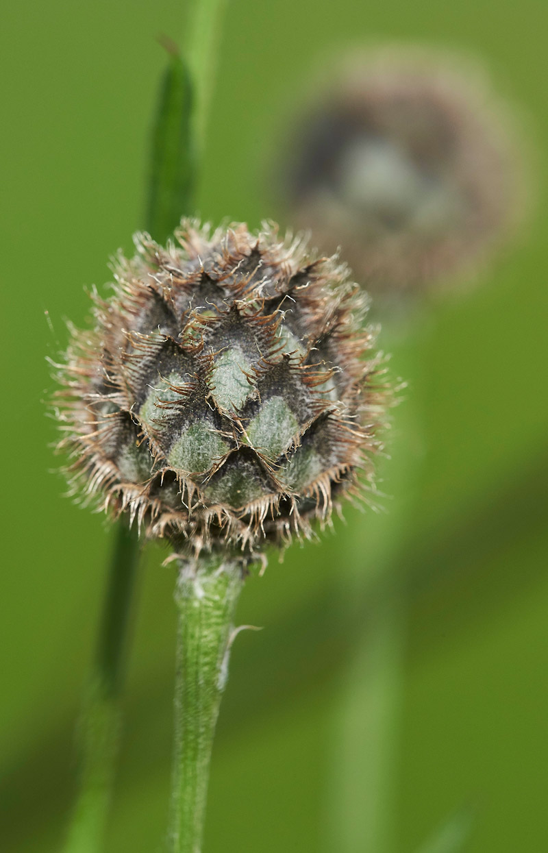 GreatKnapweed010617-4