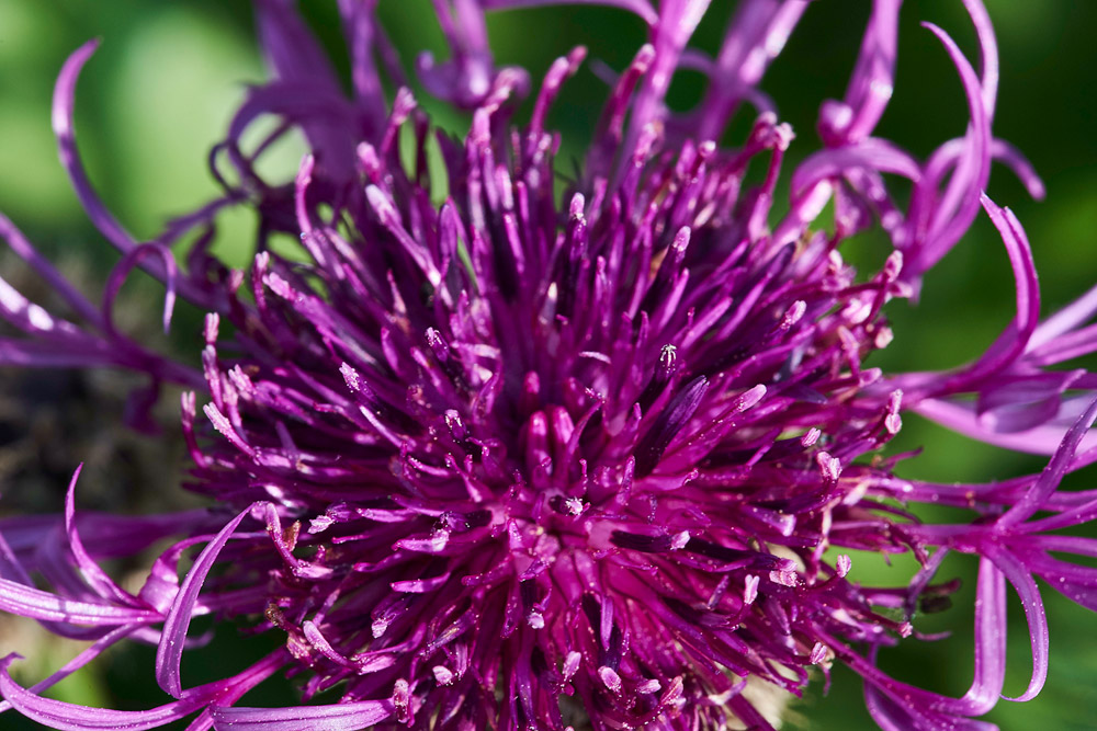 GreatKnapweed010617-5