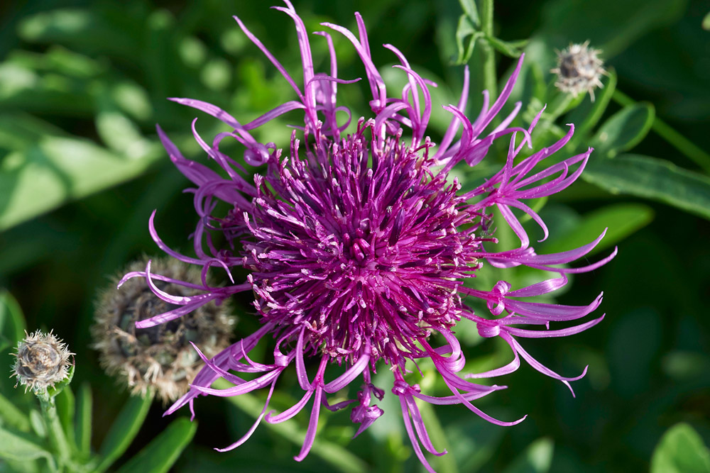 GreatKnapweed010617-6