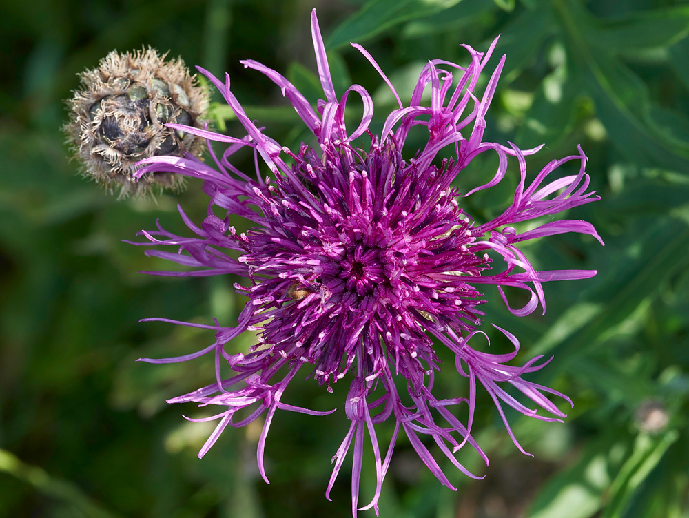 GreatKnapweed010617-8