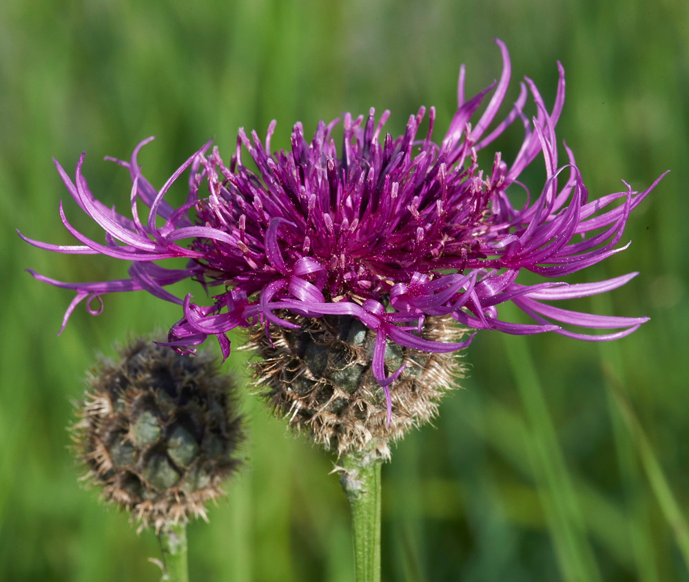 GreatKnapweed010617-9