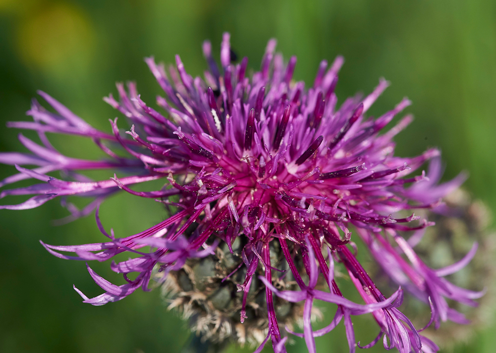 GreatKnapweed170617-1