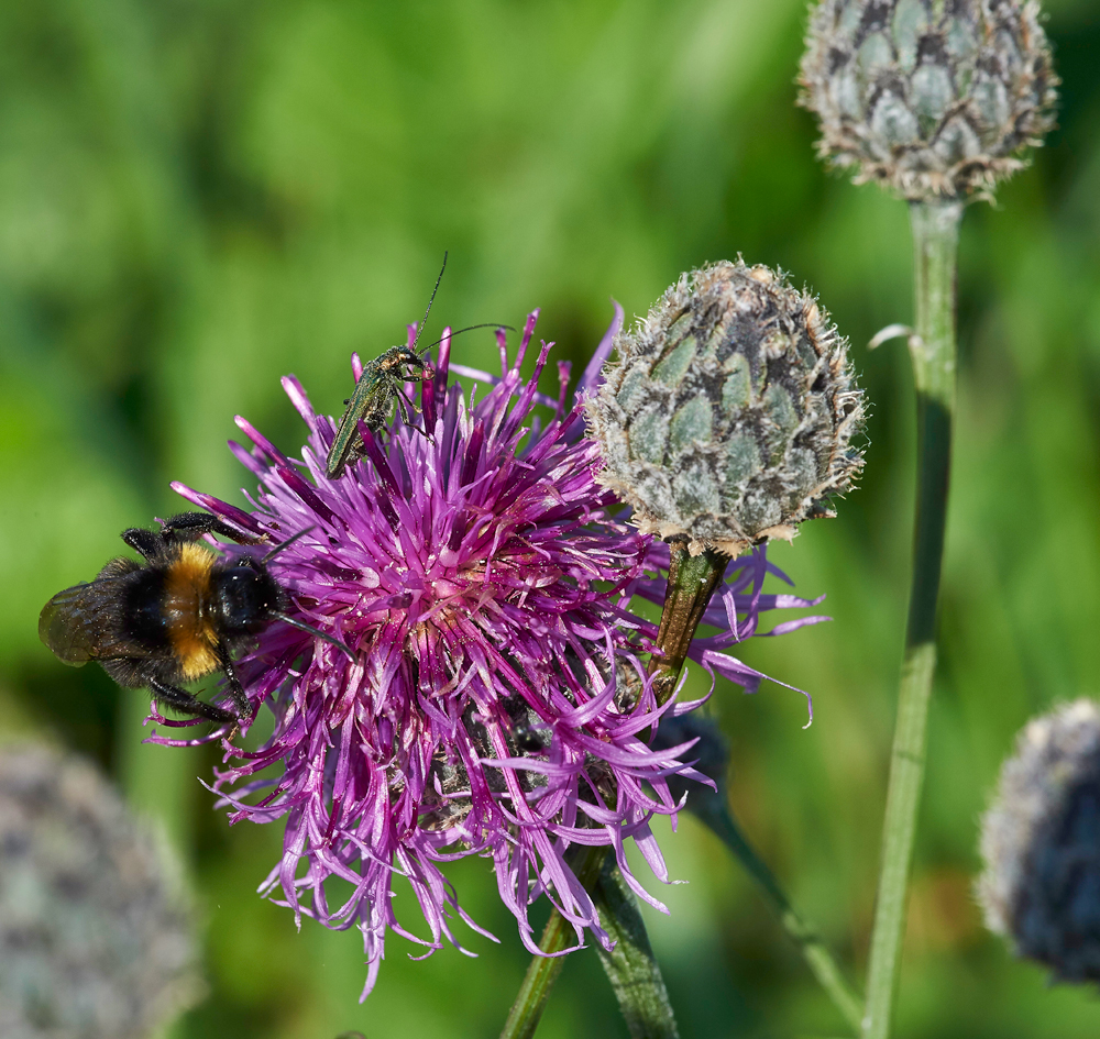 GreatKnapweed170617-2