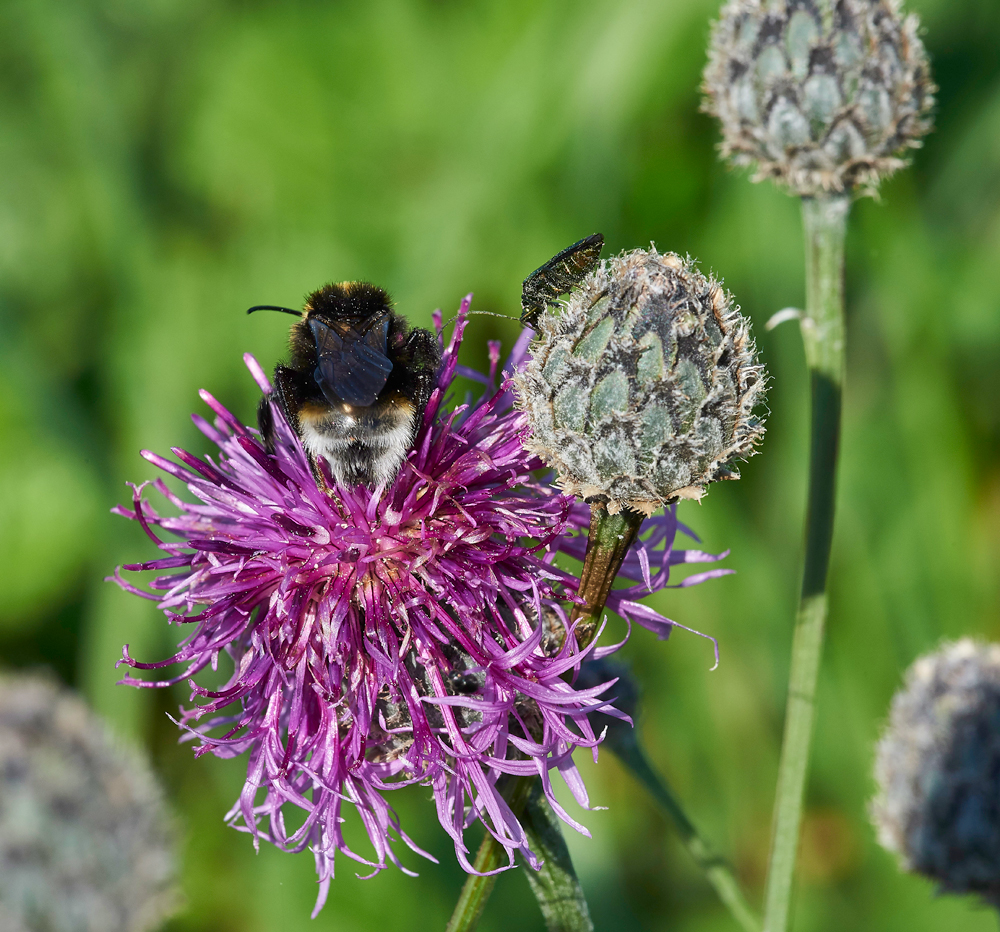 GreatKnapweed170617-3