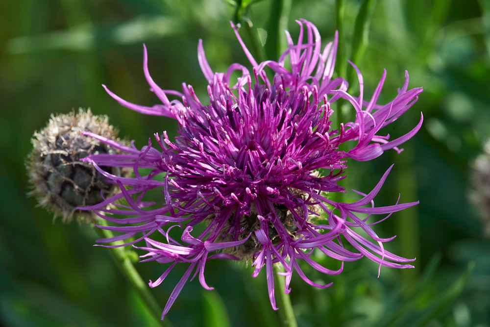 GreatScabious010617-12