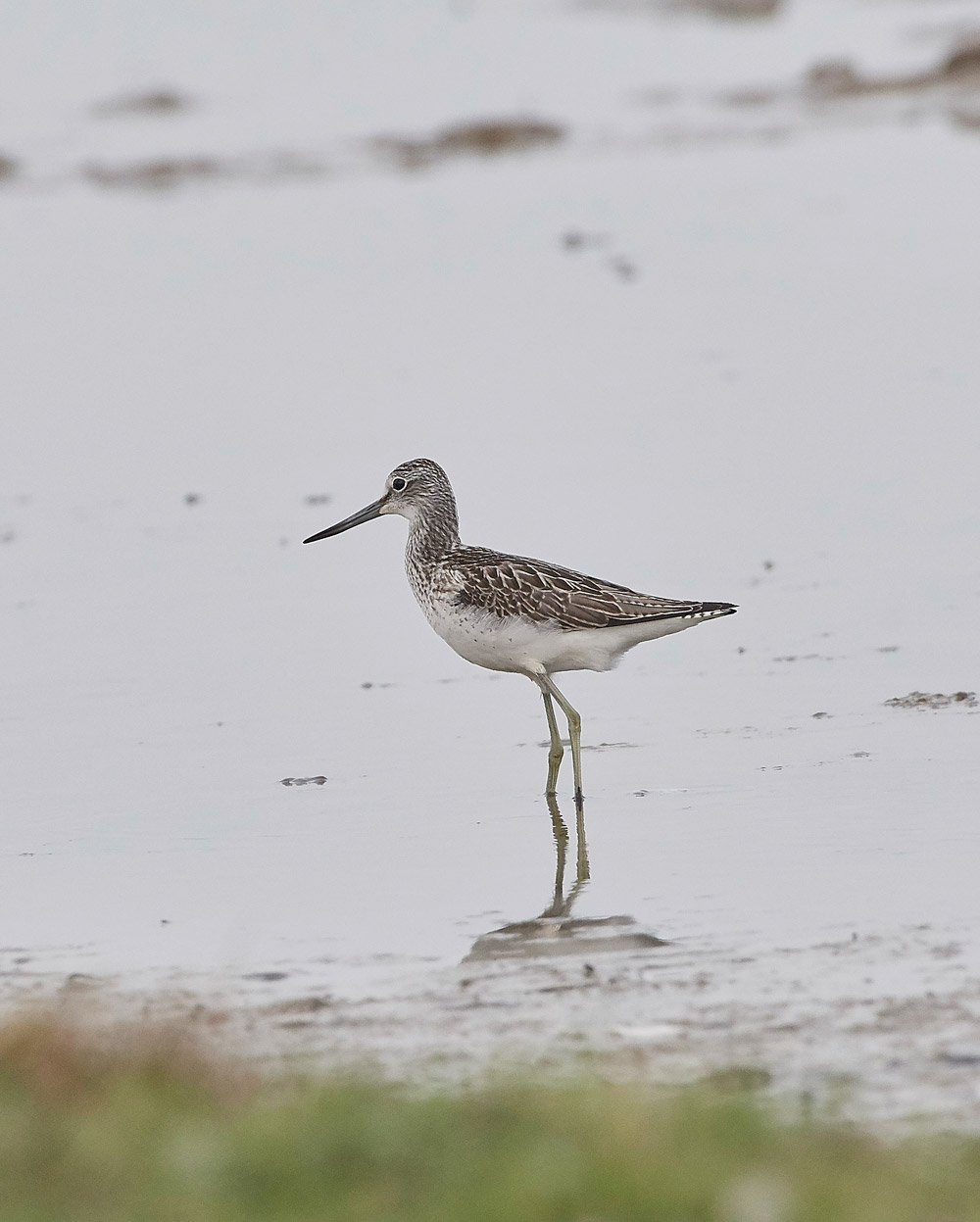 Greenshank160817-2