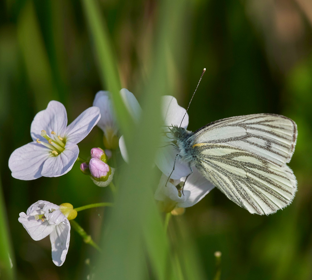 GreenVeinedWhite250517