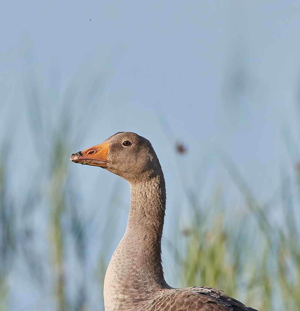 Greylag140717-1