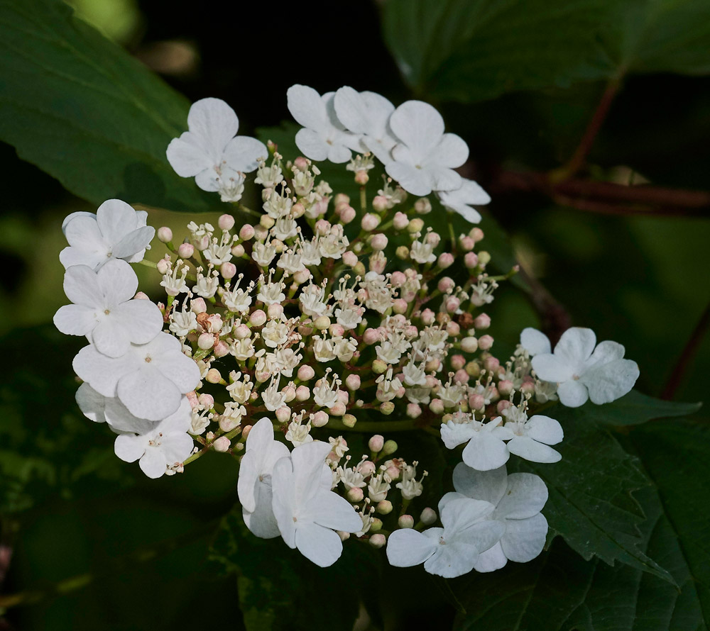 GuelderRose210517-2