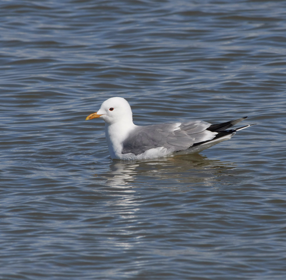 Gull05173