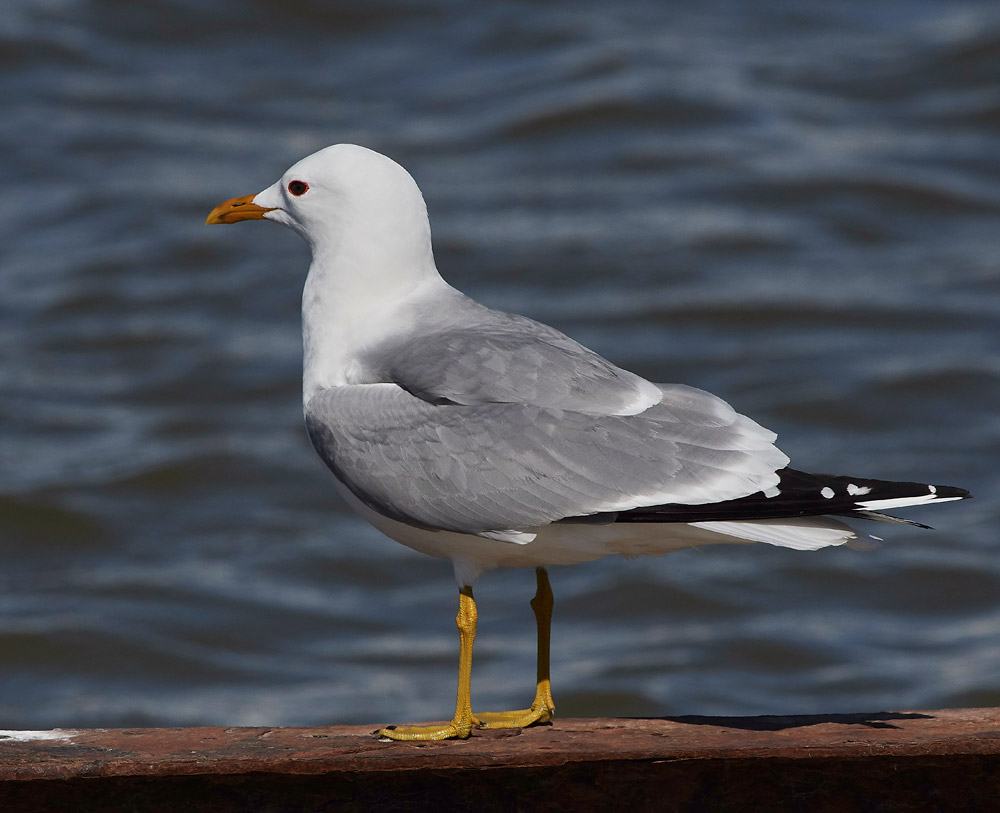 Gull05174