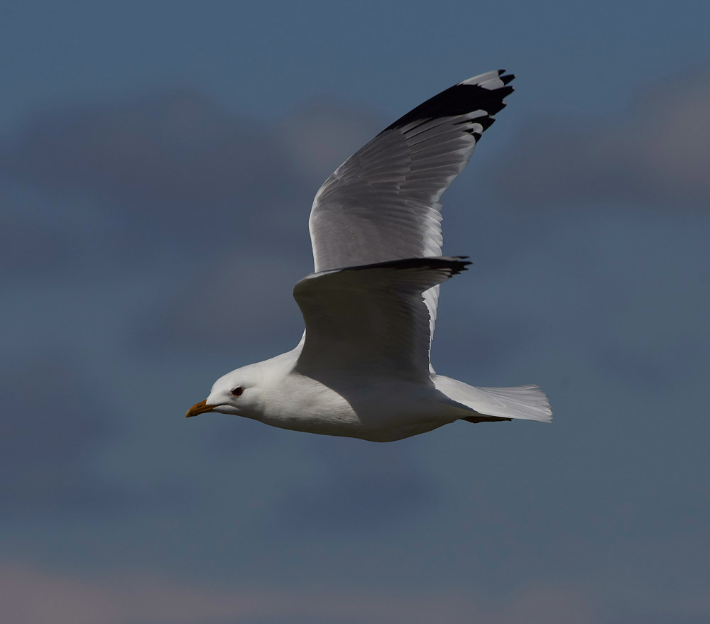 Gull05175