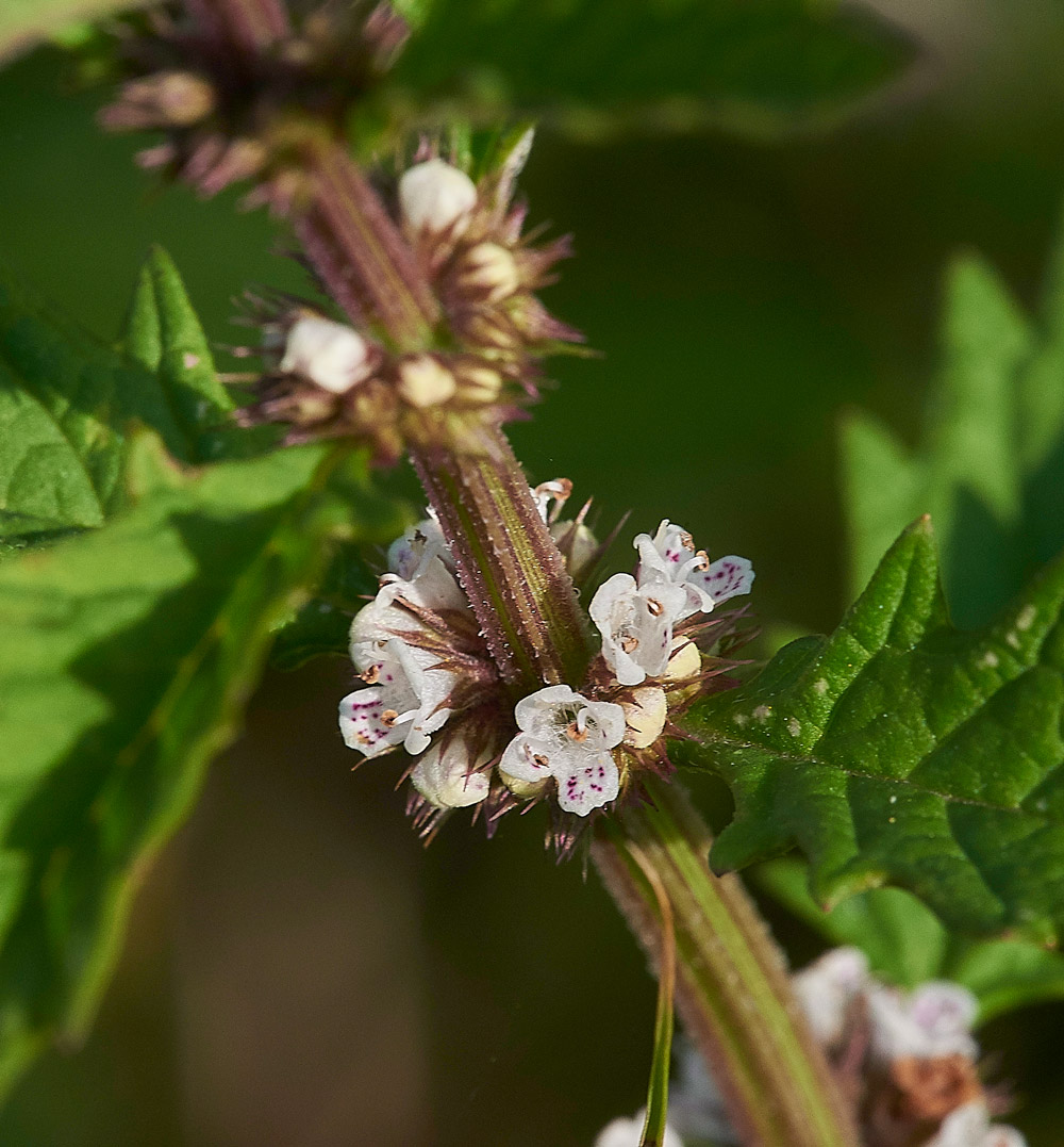 Gypsywort210817-1