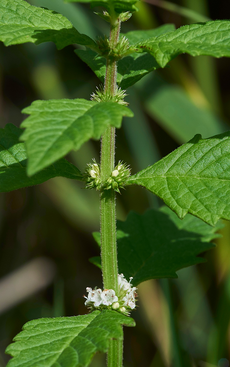 Gypsywort270717-1