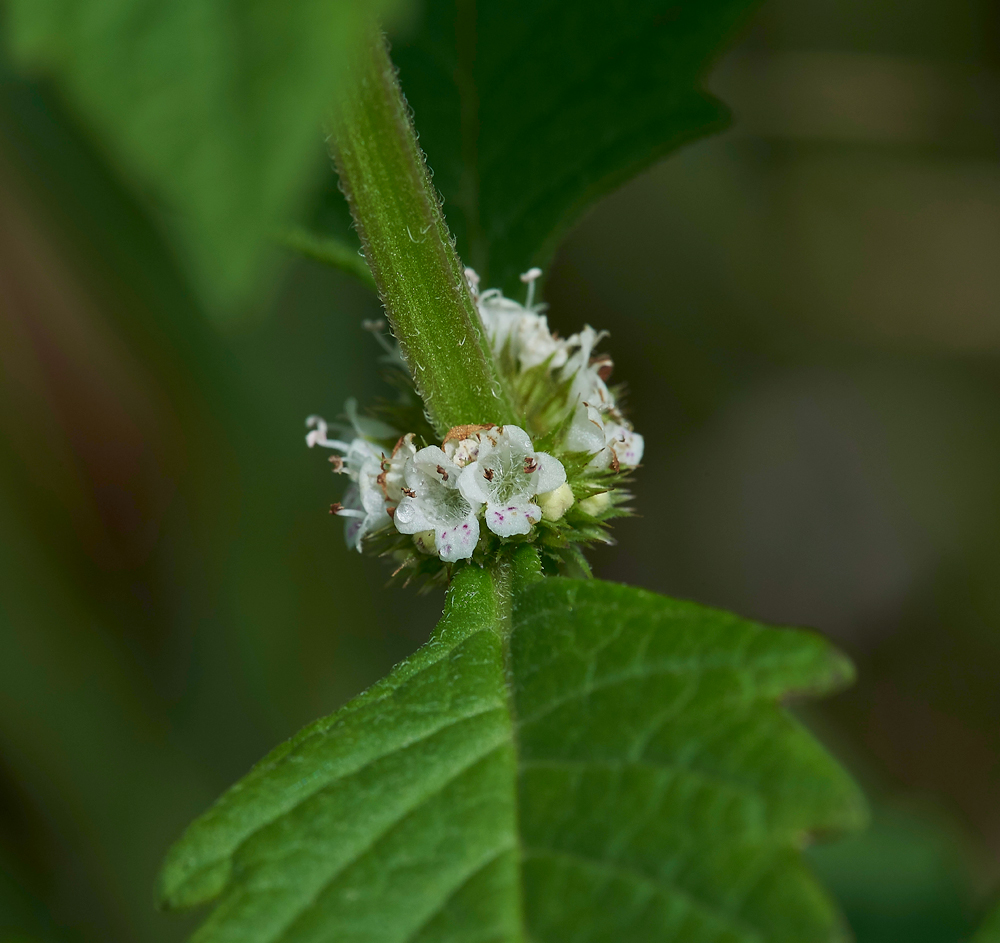 Gypsywort270717-2