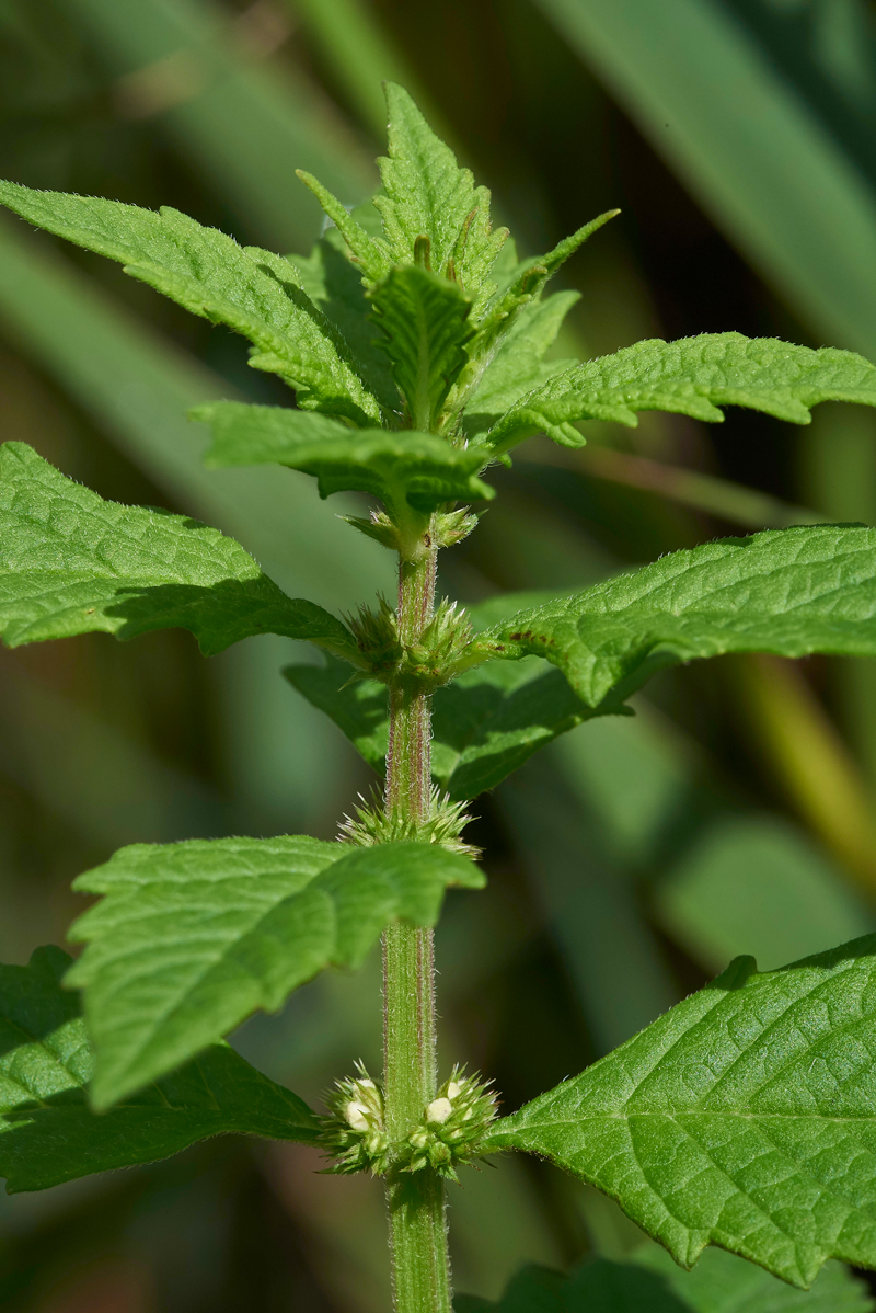 Gypsywort270717-3