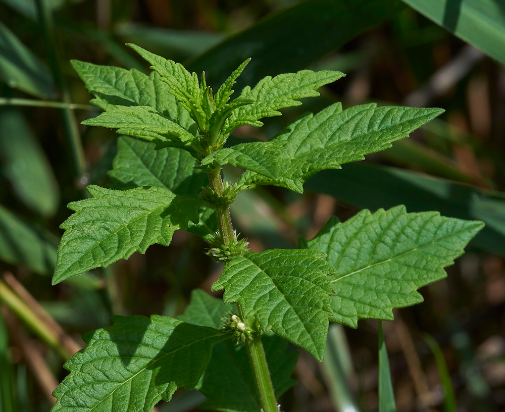 Gypsywort270717-4