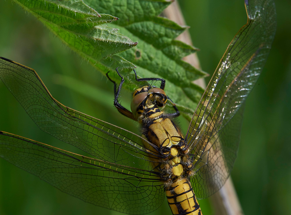 HairyDragonfly310517-1