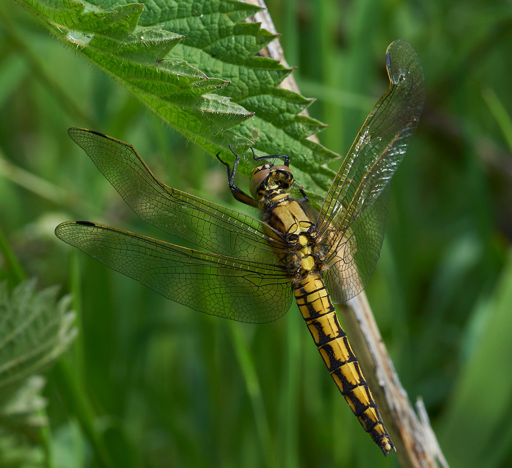 HairyDragonfly310517-2