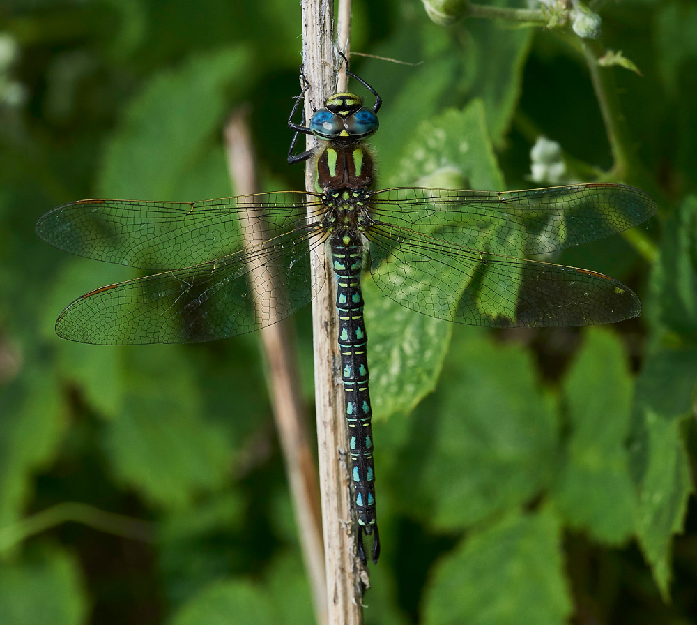 HairyHawker280517-1