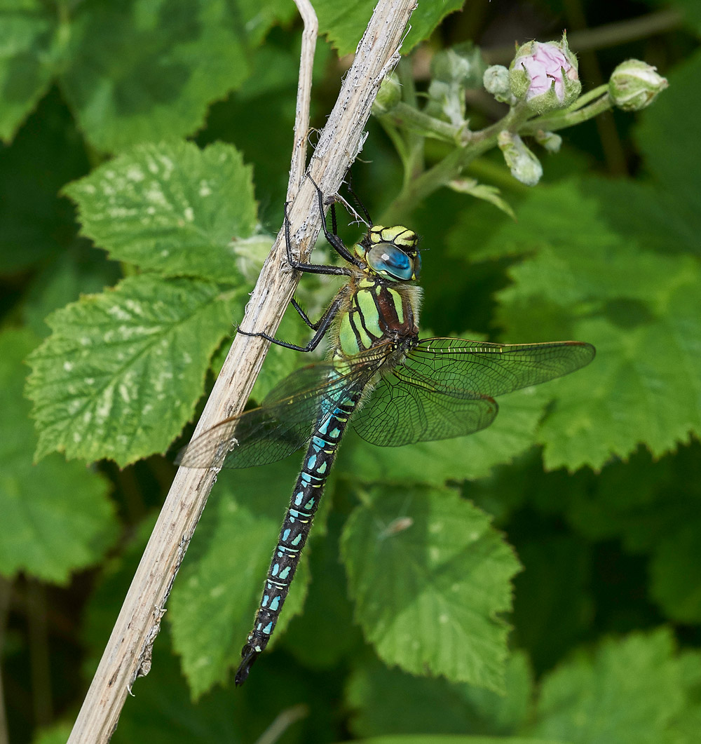 HairyHawker280517-2