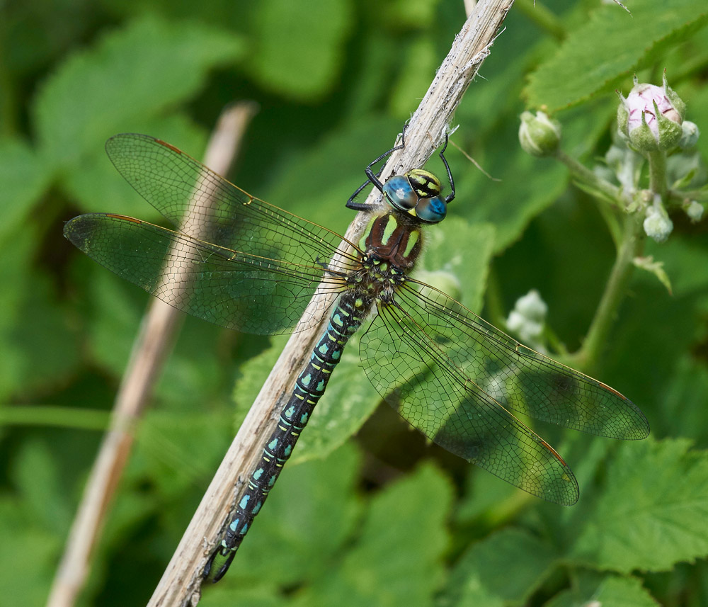 HairyHawker280517-4