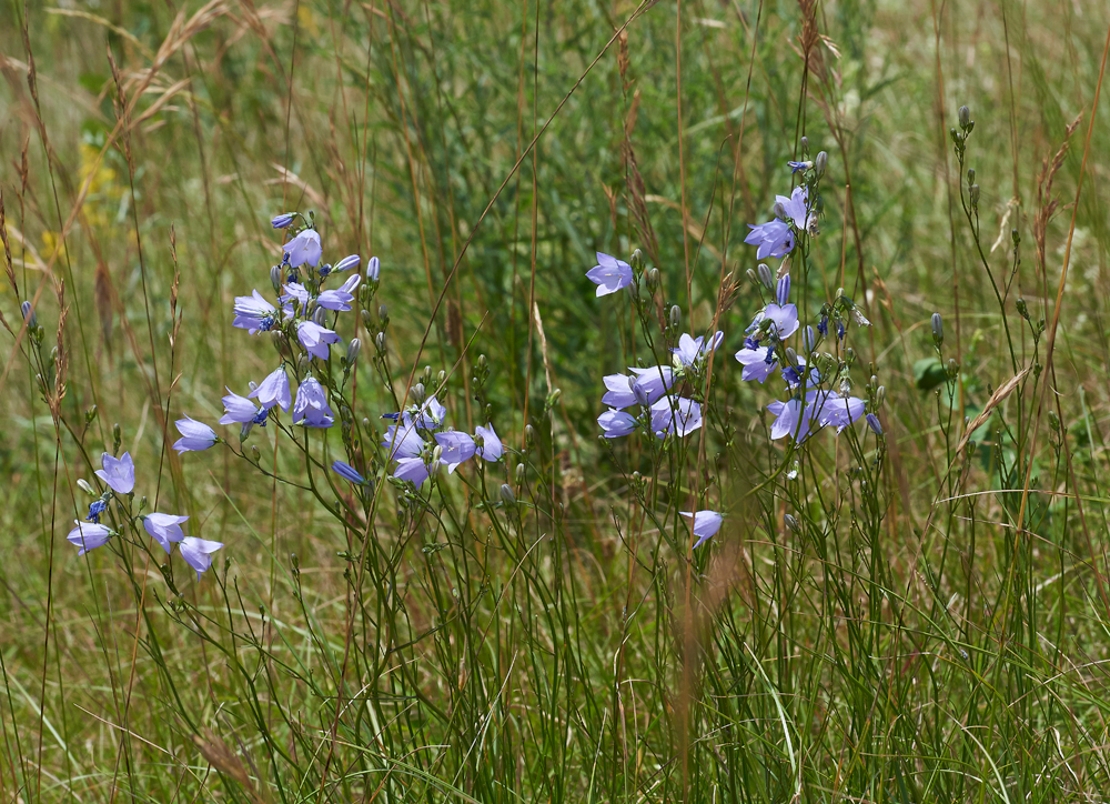 Harebell260617