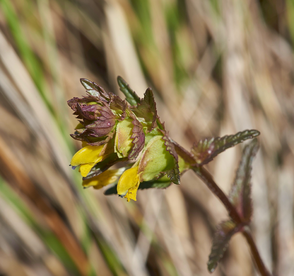 Hayrattle140617-3