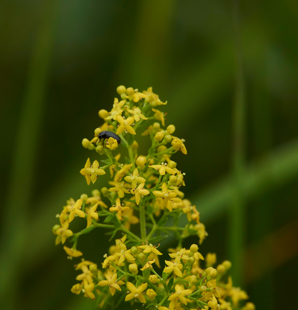 HeathBedstraw030717-1