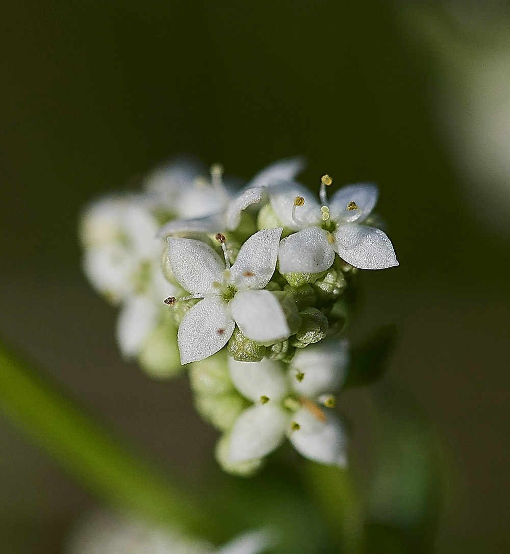 HeathBedstraw220517-1