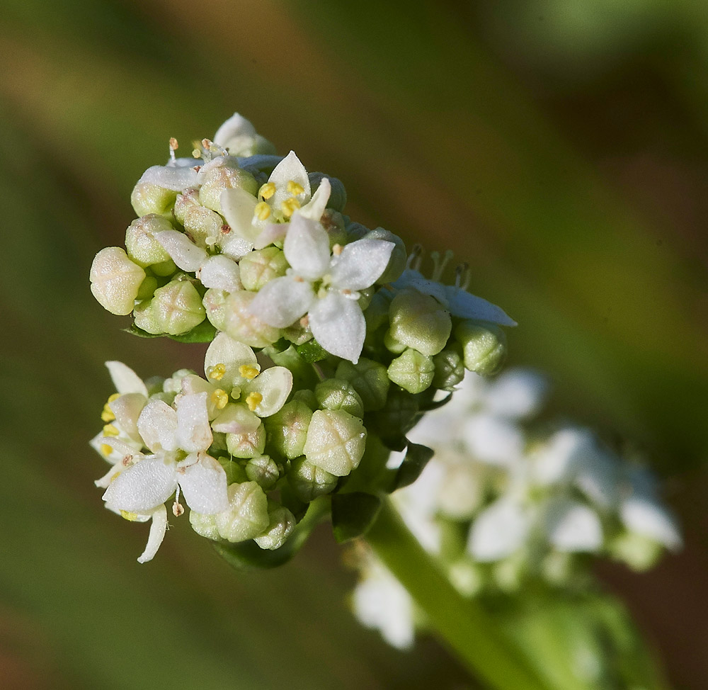 HeathBedstraw220517-2