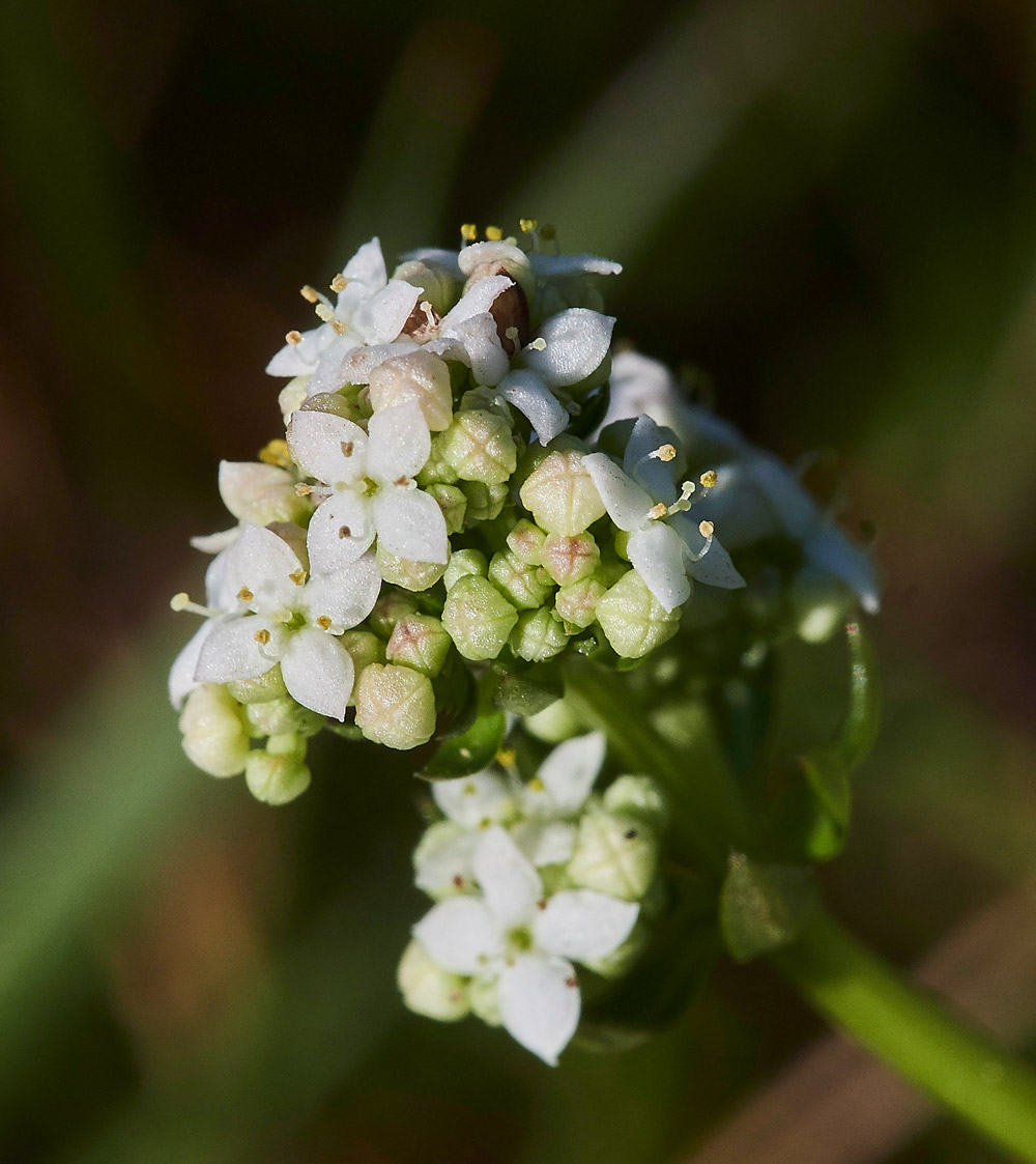 HeathBedstraw220517-3