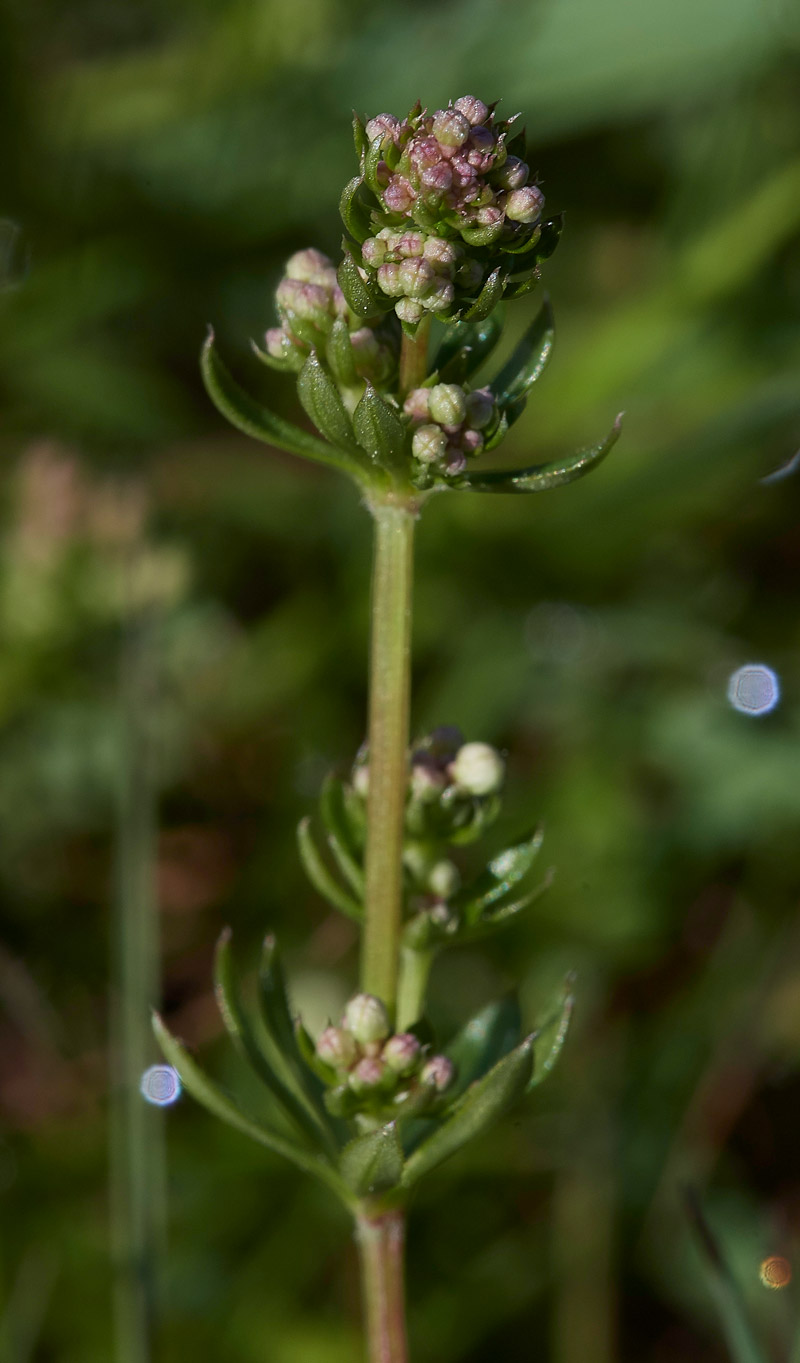 HeathBedstraw220517-4