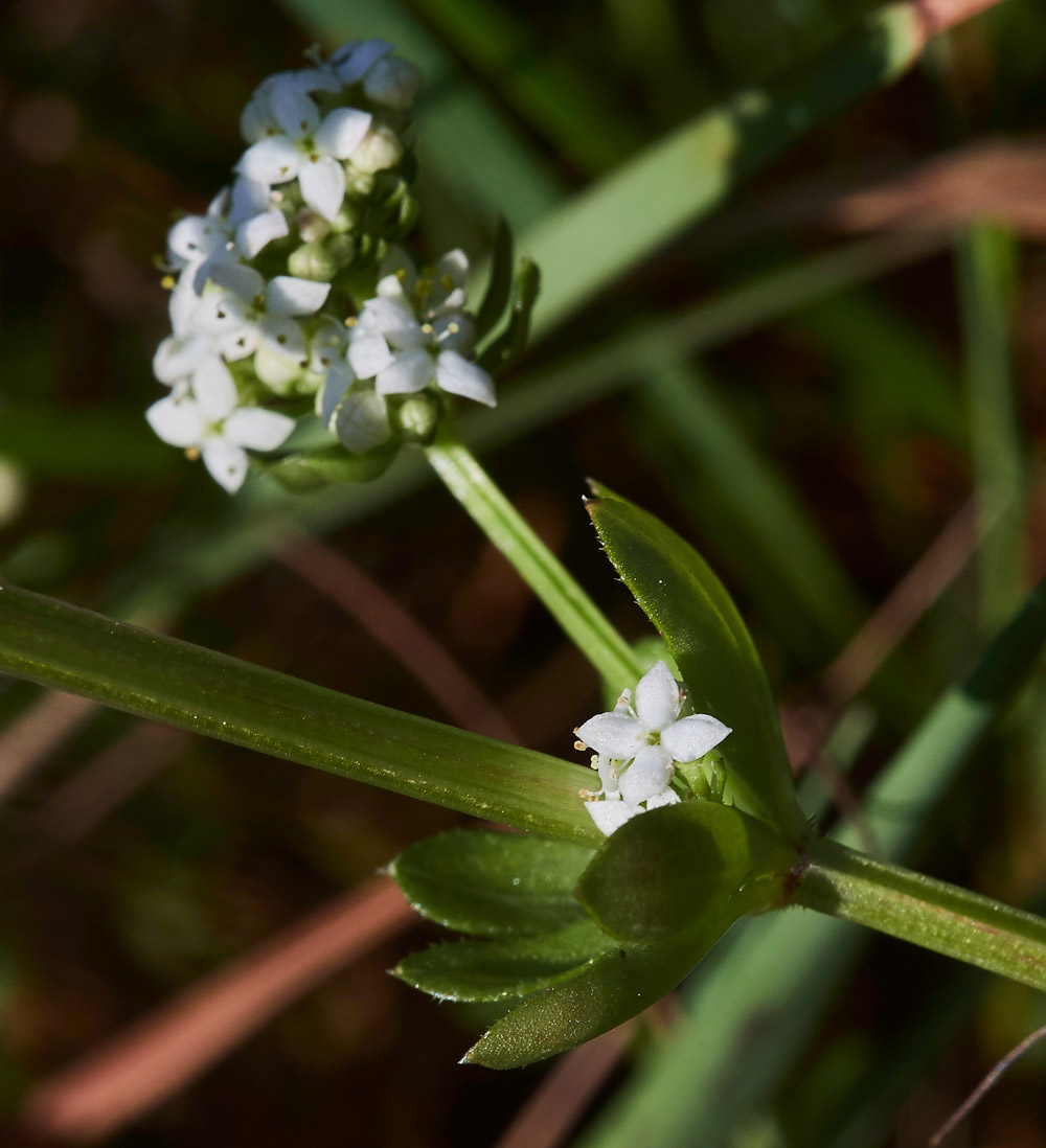 HeathBedstraw220517-5